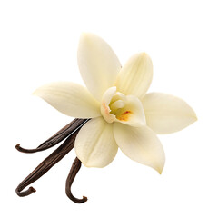 a white vanilla flower with a sticks isolated on white background PNG