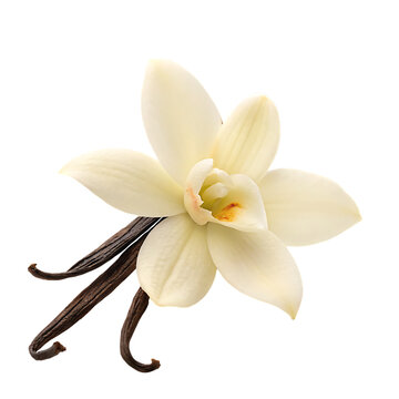 a white vanilla flower with a sticks isolated on white background PNG