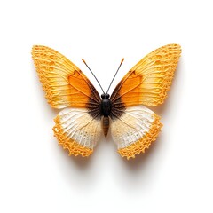 Fototapeta premium Detailed Orange and White Textured Butterfly on White Background