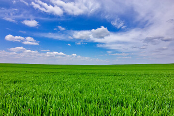 Young Wheat Growing in Field