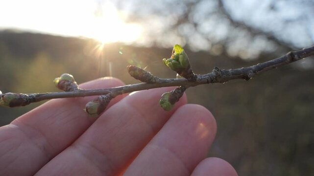Buds bloom on a tree branch in spring. The awakening of wildlife and flora after winter. Small green leaves begin life.