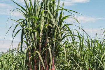 sugarcane background, sky farmers, no one, the trunk is beautiful and complte.