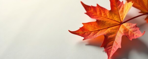 Smooth, light-colored maple leaf with visible veins, vein, green, foliage