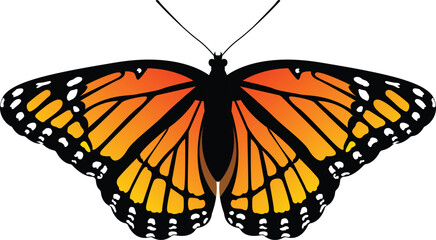 Monarch Butterfly Vector illustration isolated on white background