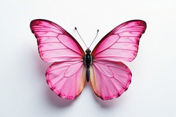 Delicate pink butterfly, wings spread, pristine white backdrop, beautiful, texture