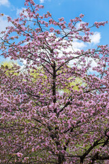 pink cherry blossom