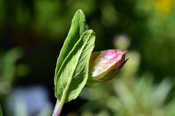 Rosa Knospe eines echten Salbeis