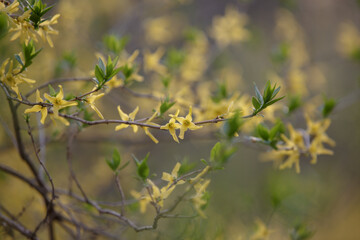Forsythia in full bloom. Yellow blooming Forsythia flowers in spring close up. Easter tree flowers.  Forsythia, intermedia or golden bowl. Branches with yellow flowers and green leaves