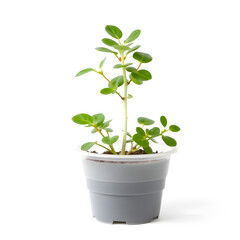 Fototapeta premium Small plant in plastic pot