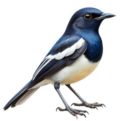 Fototapeta premium blue jay isolated on white background