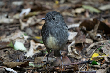 North Island Robin (Petroica longipes) standing in the leaves