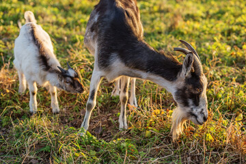 Goats grazing peacefully in a lush green field during golden hour