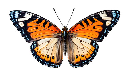 Fototapeta premium butterfly monarch isolated