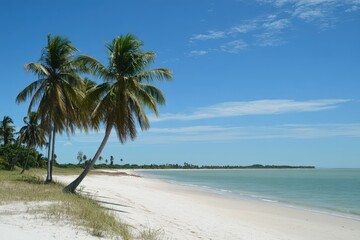 Leaning Coconut Palm Trees on Bahia Beach with Turquoise Sea and White Sand