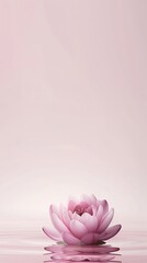 Elegant lotus blossom reflected in tranquil water against a soft pink background