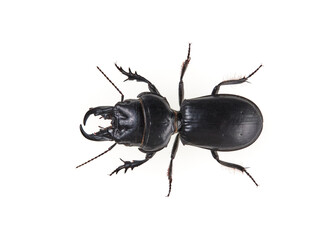Black beetle on a white background. Big-headed Ground Beetle. Genus Scarites. Family Carabidae.
