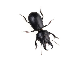 Black beetle on a white background. Big-headed Ground Beetle. Genus Scarites. Family Carabidae.
