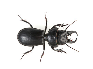Black beetle on a white background. Big-headed Ground Beetle. Genus Scarites. Family Carabidae.
