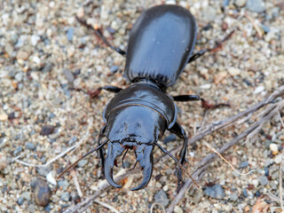 Black beetle on a white background. Big-headed Ground Beetle. Genus Scarites. Family Carabidae.

