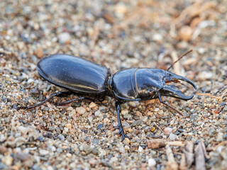 Black beetle on a white background. Big-headed Ground Beetle. Genus Scarites. Family Carabidae.
