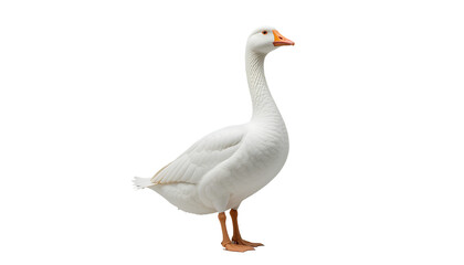 Obraz premium White goose isolated on transparent background 
