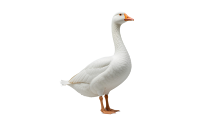 White goose isolated on transparent background 
