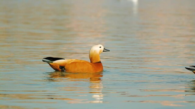 Two beautiful ducks swim gracefully across a calm, reflective body of water. Their warm orange and white plumage contrasts with the serene blue and golden hues of the surface