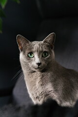 Szary kot z zielonymi oczami na ciemnym tle