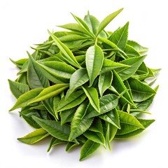 Obraz premium sage leaves isolated on white