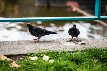 City Doves in Motion Pigeon Life Streets of the City
