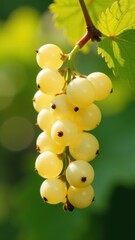 A close-up of yellow currants hanging from a branch with lush green leaves in a sunlit garden setting