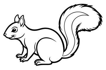 Squirrel vector illustration line art and white background