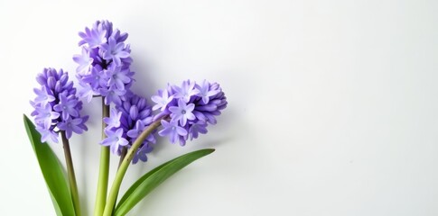 Minimalist composition of fresh hyacinth blossoms against a backdrop of white, spring, minimalist