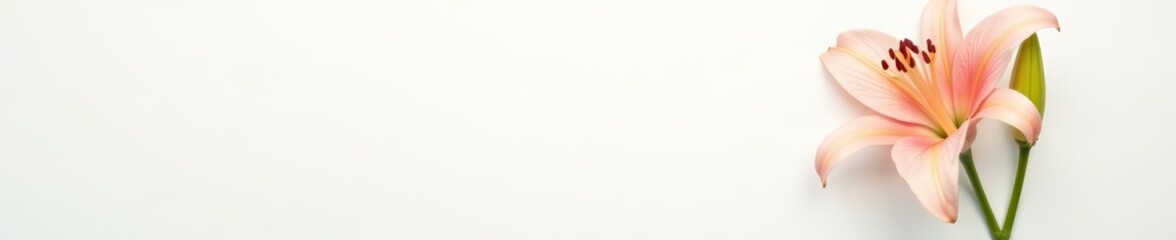 Fototapeta premium Minimalistic blank photo frame with fresh lily flower on white background, mockup, simplicity