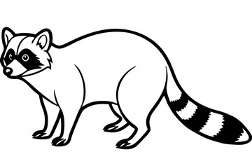 Raccoon vector illustration and white background