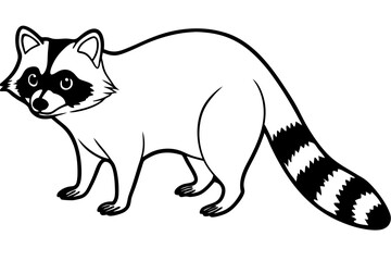 Raccoon vector illustration and white background