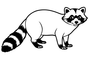 Raccoon vector illustration and white background