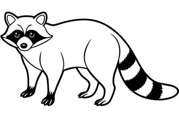 Raccoon vector illustration and white background