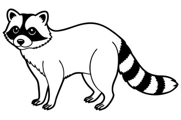 Raccoon vector illustration and white background