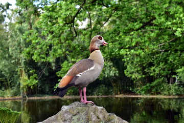 Nilgans thront auf einem Fels im Freiburger Stadtgarten