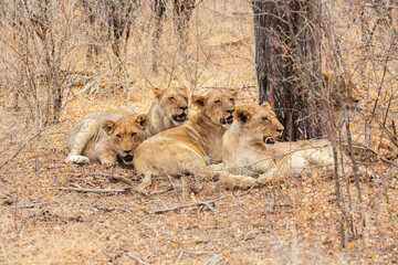 Group of Lions (Panthera leo) resting under a tree