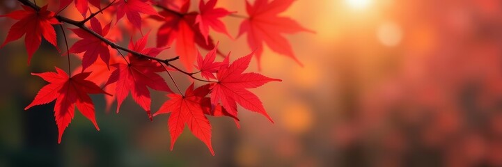 Vibrant red maple leaves on tree branches in autumn, seasonal, maple, foliage