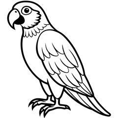 Parrot vector illustration line art and white background