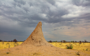 Savanna landscape with termite mound agaist overcast sky, Etosha National Park Namibia
