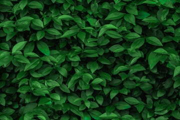 Green leaves in a bush outdoor in nature. The plant grows in a garden. It can be used as a abstract background or a wallpaper