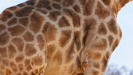 Close up of the skin of a Giraffe (giraffa camelopardalis)