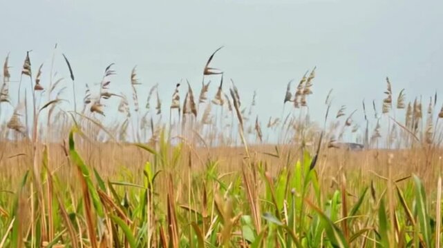 peaceful grassy forest where tall blades sway gracefully, dancing in rhythm with the gentle wind.
