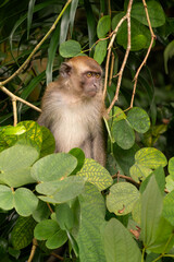 Long-tailed Macaque - Macaca fascicularis, common monkey from Southeast Asia forests, woodlands and gardens, Singapore.