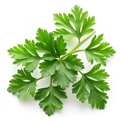 parsley isolated on white background