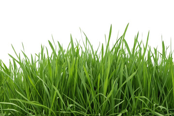 Obraz premium green grass on white background